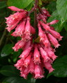 green cestrum